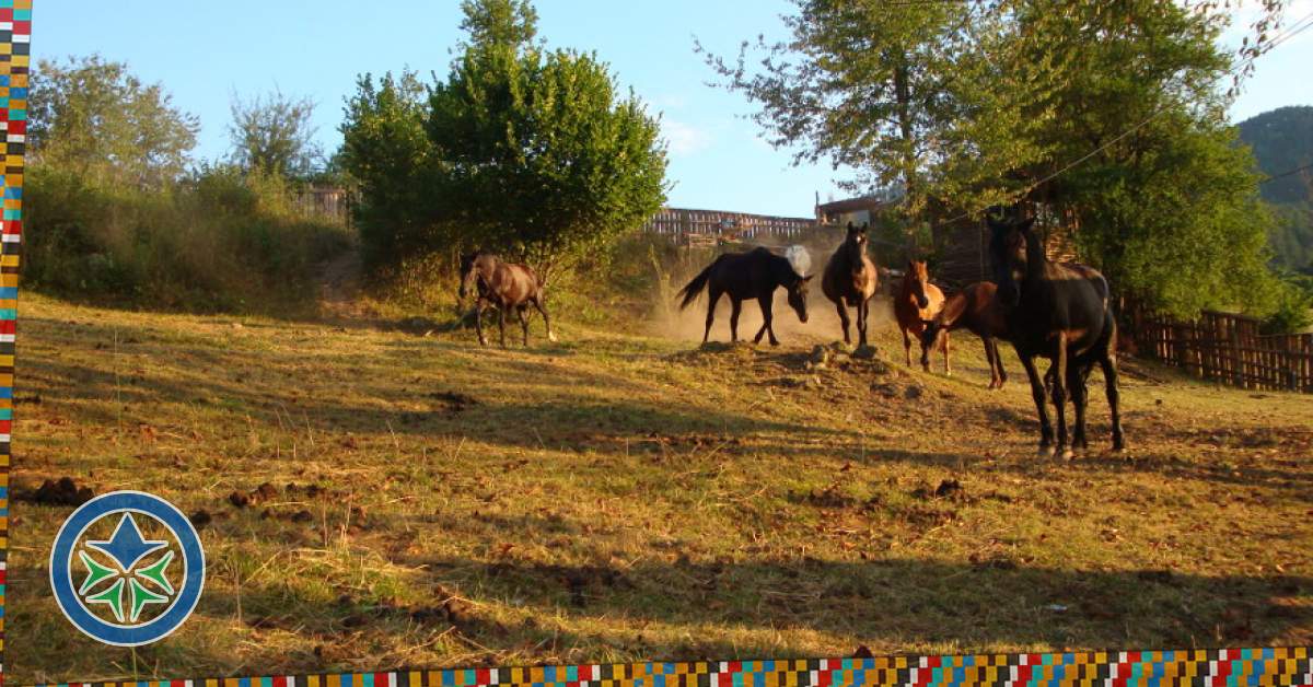 konna-baza-devin-1_1200x628_679